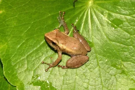 The Song of the Coqui Frog